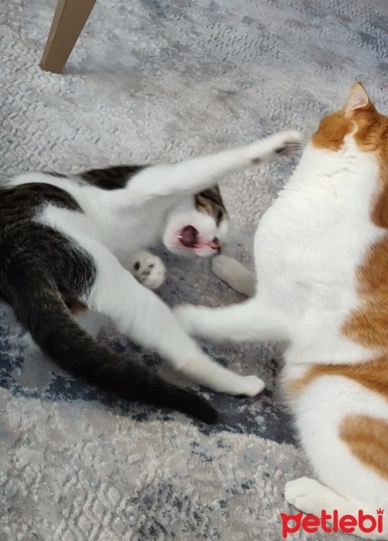 Tekir Kedi, Kedi  Nokta fotoğrafı