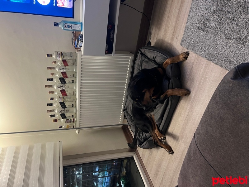 Rottweiler, Köpek  Shila fotoğrafı