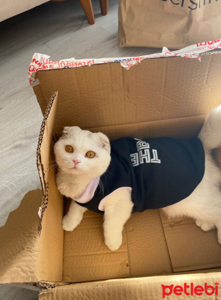 Scottish Fold, Kedi  oscar fotoğrafı