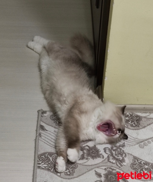 Ragdoll, Kedi  Gofret fotoğrafı