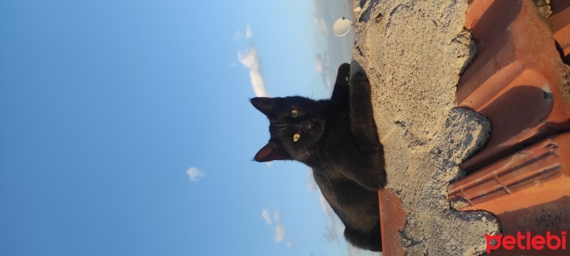 Tekir Kedi, Kedi  Boncuk fotoğrafı