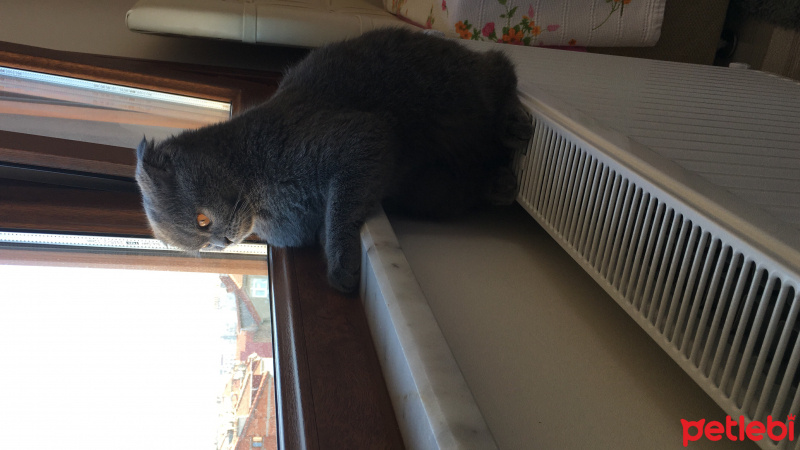 Scottish Fold, Kedi  Pufi fotoğrafı
