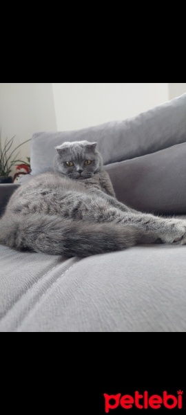 Scottish Fold, Kedi  Pufi fotoğrafı