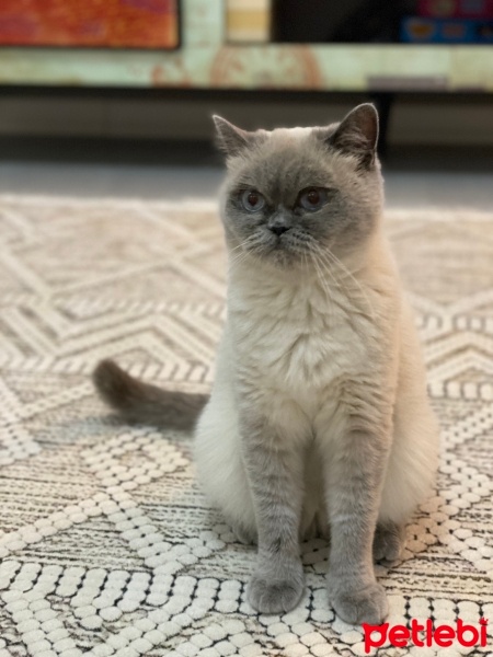 British Shorthair, Kedi  Mia fotoğrafı