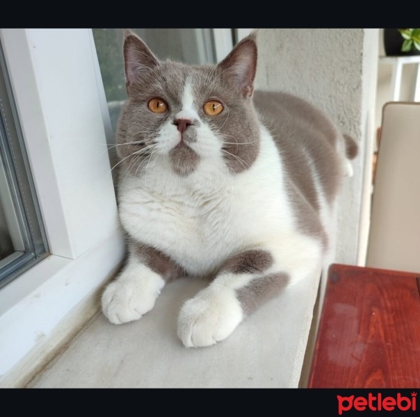 British Shorthair, Kedi  PAŞA fotoğrafı