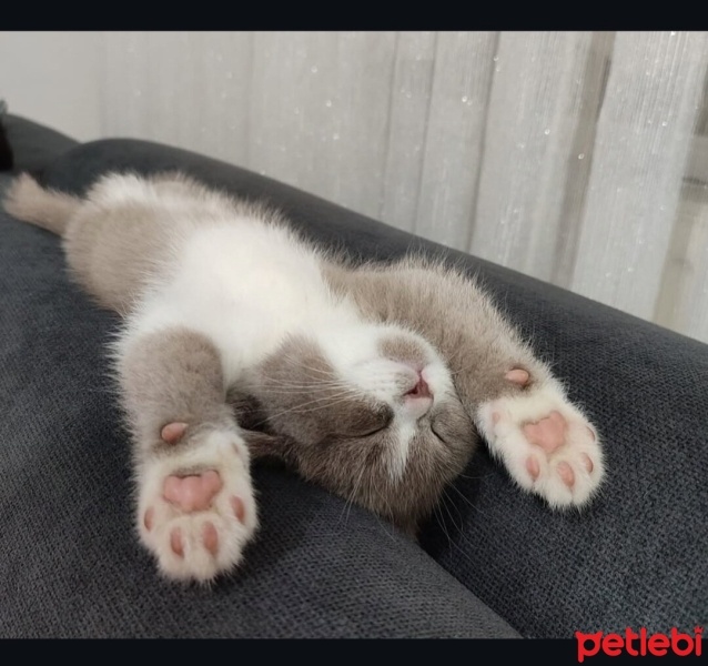 British Shorthair, Kedi  PAŞA fotoğrafı