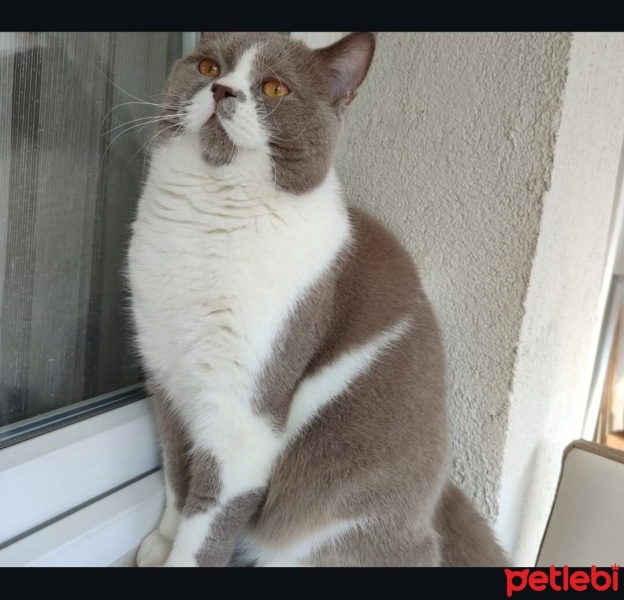 British Shorthair, Kedi  PAŞA fotoğrafı