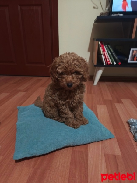 Poodle (Minyatür Kaniş), Köpek  Lili fotoğrafı