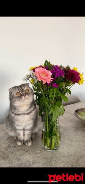 Scottish Fold, Kedi  Şeftali fotoğrafı