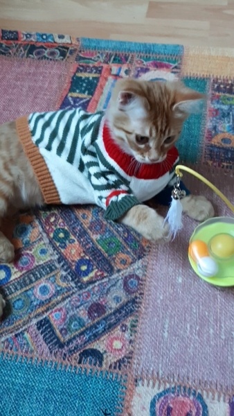 Tekir Kedi, Kedi  Gırgır fotoğrafı