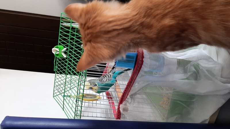 Tekir Kedi, Kedi  Gırgır fotoğrafı