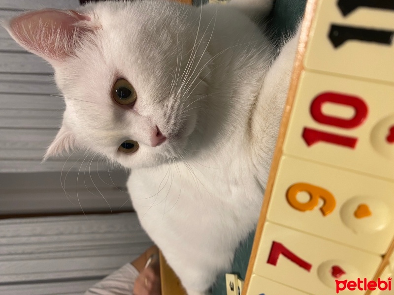 British Shorthair, Kedi  Bobo fotoğrafı