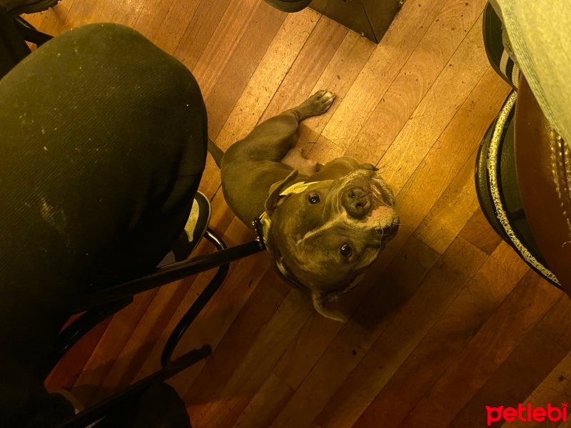Amerikan Bulldog, Köpek  Frejya fotoğrafı