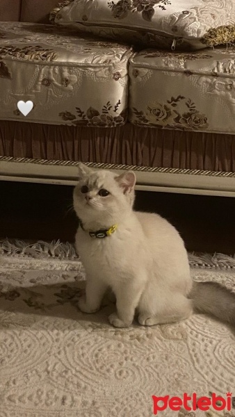 British Shorthair, Kedi  Bulut fotoğrafı