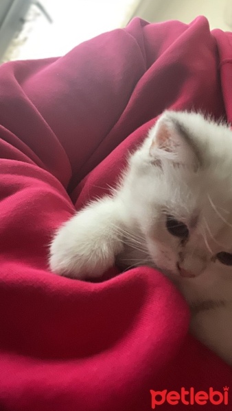 British Shorthair, Kedi  Bulut fotoğrafı