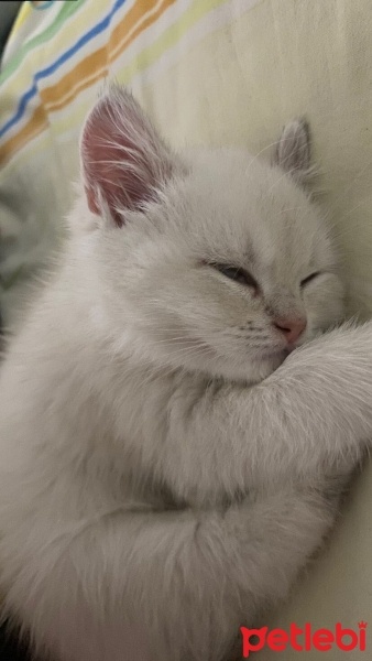 British Shorthair, Kedi  Bulut fotoğrafı