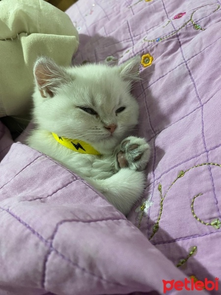 British Shorthair, Kedi  Bulut fotoğrafı
