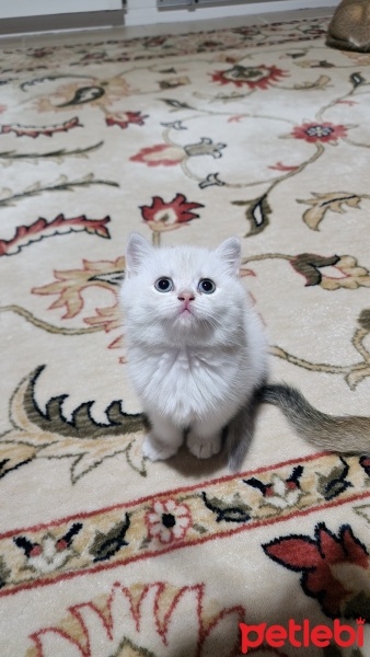 British Shorthair, Kedi  Bulut fotoğrafı