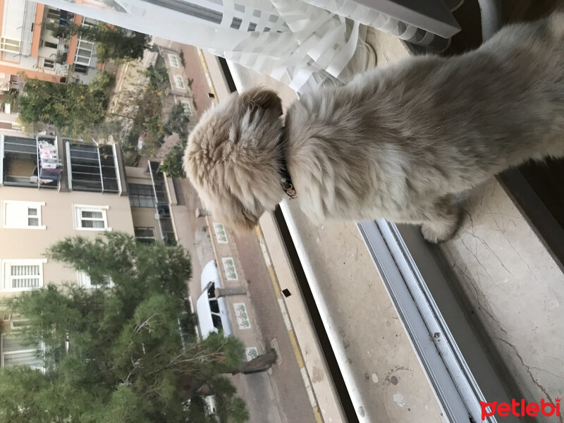 Golden Retriever, Köpek  Badem fotoğrafı