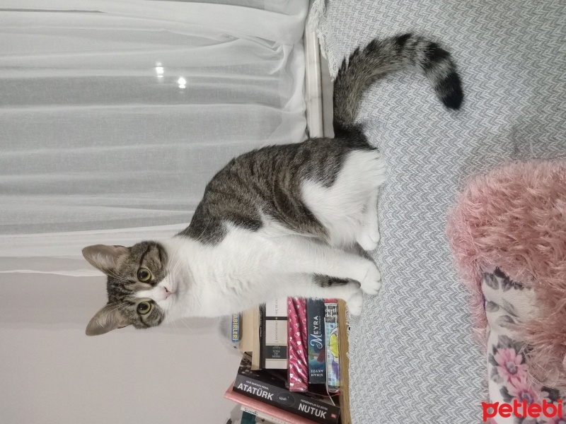 Soke, Kedi  Şeker fotoğrafı
