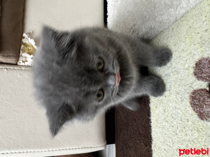 British Shorthair, Kedi  Noname fotoğrafı