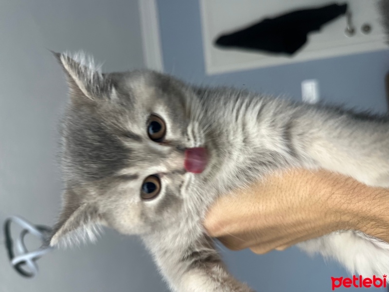 British Shorthair, Kedi  Noname fotoğrafı