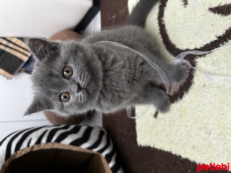 British Shorthair, Kedi  Noname fotoğrafı