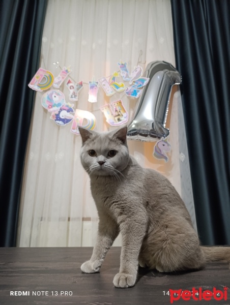 British Shorthair, Kedi  LUNA fotoğrafı