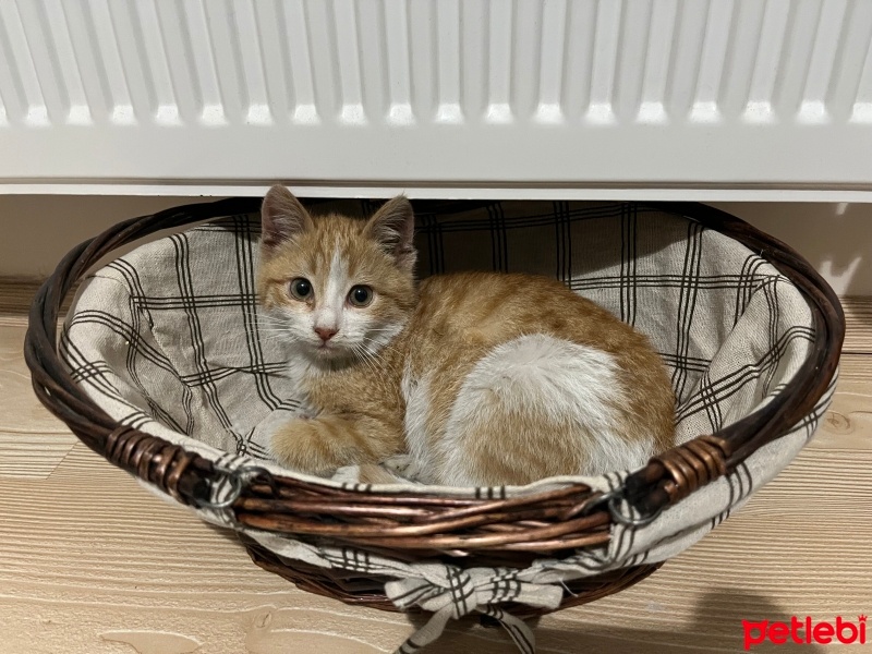 Sarman, Kedi  Kuymak fotoğrafı