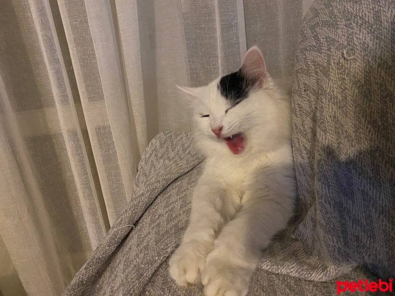 Van Kedisi, Kedi  Peri fotoğrafı