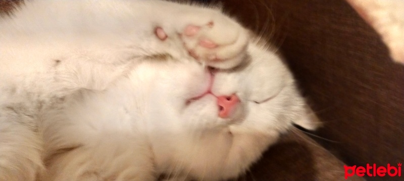 British Shorthair, Kedi  Bulut fotoğrafı