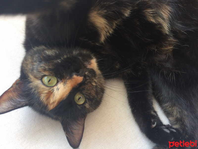 Bombay, Kedi  Harley fotoğrafı