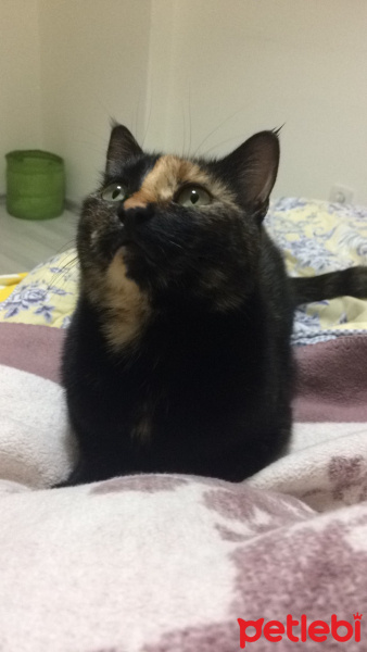 Bombay, Kedi  Harley fotoğrafı