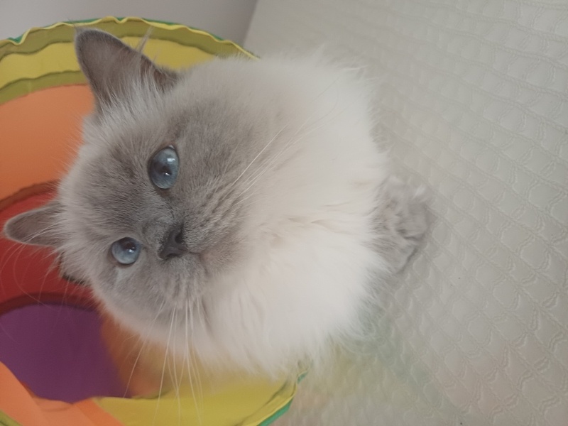 British Longhair, Kedi  Pamuk fotoğrafı