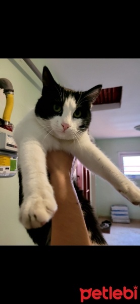 Tuxedo (Smokin) Kedi, Kedi  Münezza fotoğrafı