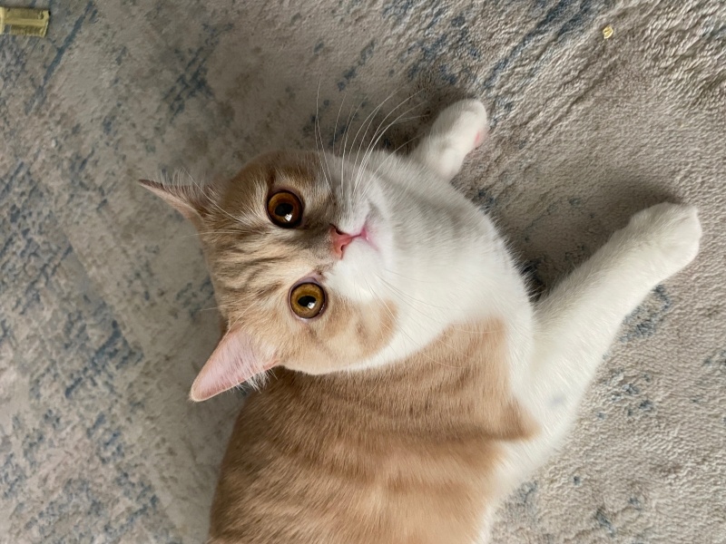 British Shorthair, Kedi  Ceviz fotoğrafı