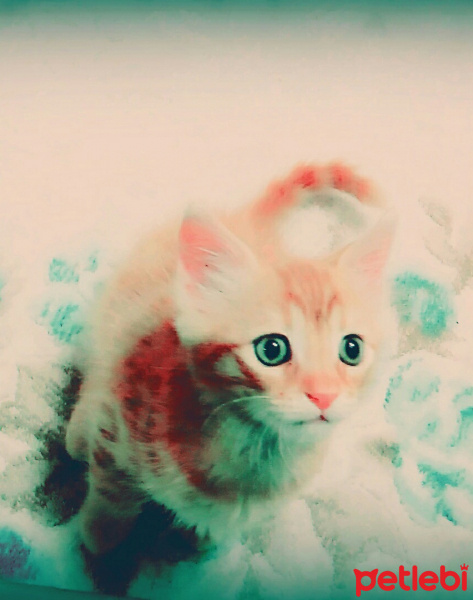 Munchkin, Kedi  Tarçın fotoğrafı