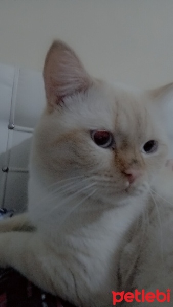 British Shorthair, Kedi  Bulut fotoğrafı