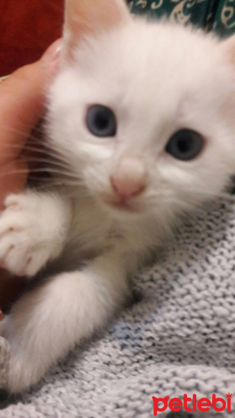 Ankara Kedisi, Kedi  Sannora fotoğrafı