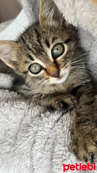 Tekir Kedi, Kedi  Şampiyon Tekircan fotoğrafı