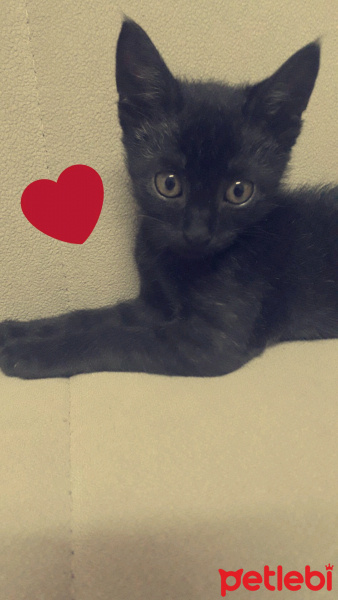 Bombay, Kedi  Mia fotoğrafı