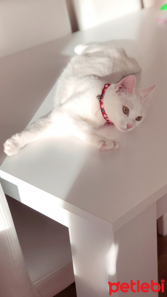 Ankara Kedisi, Kedi  Mişa fotoğrafı