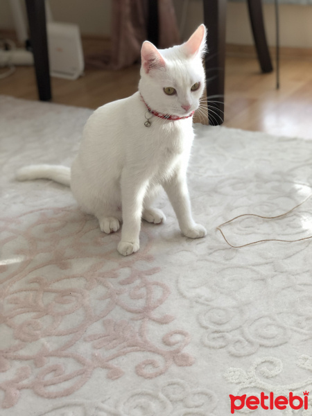 Ankara Kedisi, Kedi  Mişa fotoğrafı