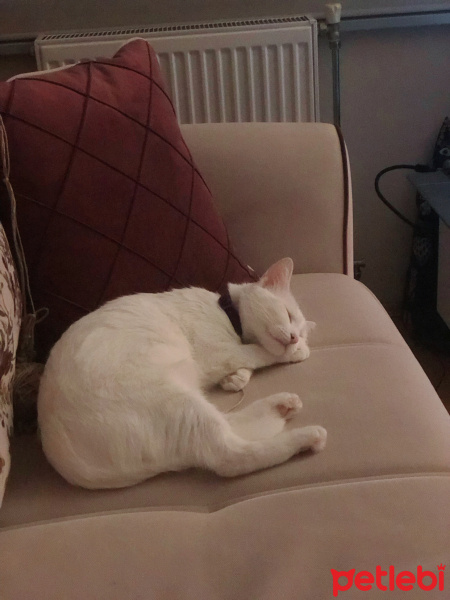 Ankara Kedisi, Kedi  Mişa fotoğrafı
