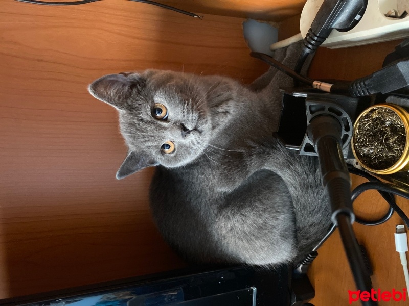 British Shorthair, Kedi  Cokie fotoğrafı