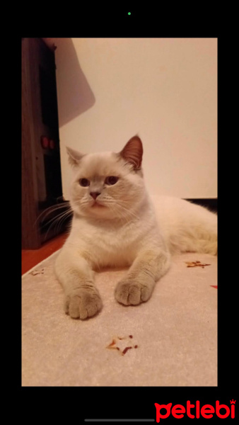 Brazilian Shorthair, Kedi  Pars fotoğrafı