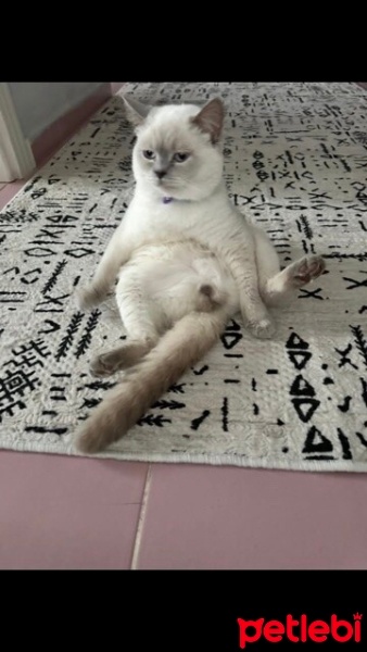 Brazilian Shorthair, Kedi  Pars fotoğrafı
