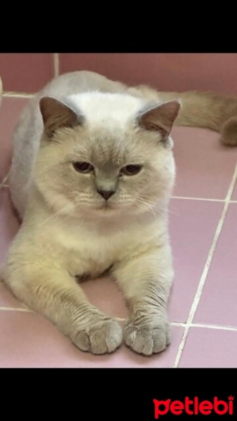 Brazilian Shorthair, Kedi  Pars fotoğrafı