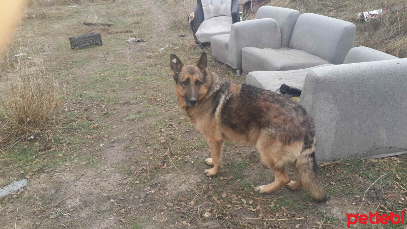Alman Çoban Köpeği, Köpek  Yalın fotoğrafı