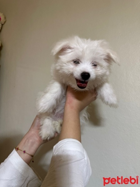 Maltese, Köpek  Adı yok fotoğrafı